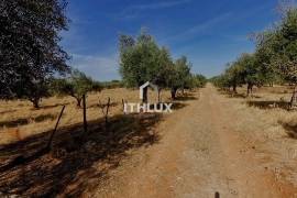 Farm with 32,500 m2 in Elvas-Alentejo- Portugal Farm with 32,500 m2 in Elvas-Alentejo- Portugal