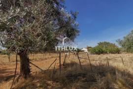 Farm with 32,500 m2 in Elvas-Alentejo- Portugal Farm with 32,500 m2 in Elvas-Alentejo- Portugal