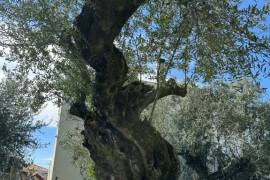 Excellent Plot of land for sale in Kalamata Palaioxora, Avia, Messinia Greece Excellent Plot of land for sale in Kalamata Palaioxora, Avia, Messinia Greece