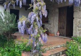 Organic Wine Farm with 13.2 ha in Zêzere Organic Wine Farm with 13.2 ha in Zêzere