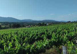 Organic Wine Farm with 13.2 ha in Zêzere