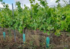 Organic Wine Farm with 13.2 ha in Zêzere Organic Wine Farm with 13.2 ha in Zêzere