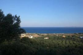 Plot of land of 8300m2 with 150 olive trees.