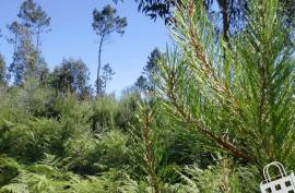 Rustic land - Land, Meinedo, Lousada