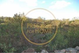 Rustic plot of land with 4640 m2, flat and with planted crops of fig, almond, and olive trees good sun exposure