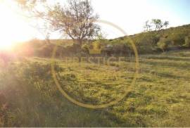 Rustic plot of land with 4640 m2, flat and with planted crops of fig, almond, and olive trees good sun exposure