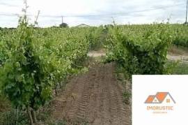 Farm T0 with Vineyard 3.5Ha and with own water in Nisa.