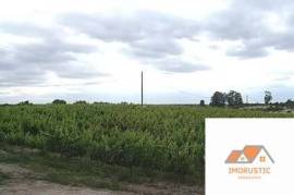 Farm T0 with Vineyard 3.5Ha and with own water in Nisa.