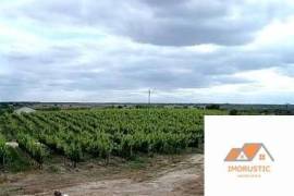 Farm T0 with Vineyard 3.5Ha and with own water in Nisa.