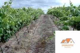 Farm T0 with Vineyard 3.5Ha and with own water in Nisa.