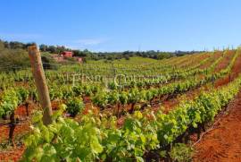 Carvoeiro/Lagoa - The Vines Holiday Home & Investment Properties