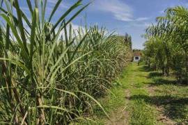Fazenda 17 hectares de palmito - BRA12Pupunia