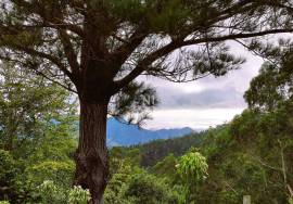 Land With 5580m2 for sale in Santo António da Serra, Machico, Madeira Island