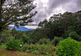 Land With 5580m2 for sale in Santo António da Serra, Machico, Madeira Island