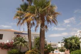 1 bedroom Apartment In Royal Palm Complex For Sale In Los Cristianos LP13177