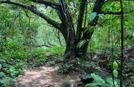 4 Hectares of land for sale in Playa Las Lajas Toledo