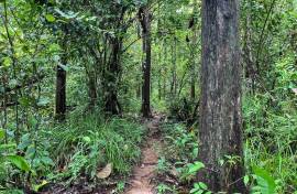 4 Hectares of land for sale in Playa Las Lajas Toledo