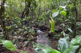 4 Hectares of land for sale in Playa Las Lajas Toledo