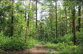 4 Hectares of land for sale in Playa Las Lajas Toledo