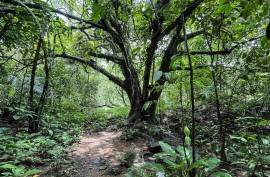 4 Hectares of land for sale in Playa Las Lajas Toledo