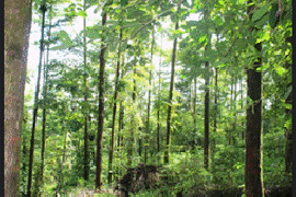 4 Hectares of land for sale in Playa Las Lajas Toledo