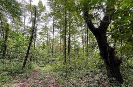 4 Hectares of land for sale in Playa Las Lajas Toledo