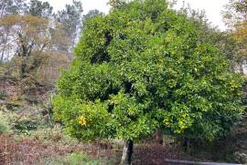 5 Hectares of Land For Redevelopment for sale in Sao Pedro do Sul Portugal 5 Hectares of Land For Redevelopment for sale in Sao Pedro do Sul Portugal