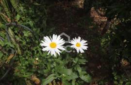 Farm with Fruit Trees with 6,233.00 m2 - Povoação Farm with Fruit Trees with 6,233.00 m2 - Povoação