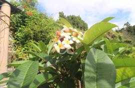 Farm with Fruit Trees with 6,233.00 m2 - Povoação Farm with Fruit Trees with 6,233.00 m2 - Povoação