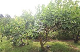 Farm with Fruit Trees with 6,233.00 m2 - Povoação Farm with Fruit Trees with 6,233.00 m2 - Povoação