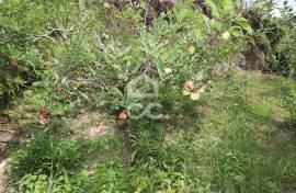 Farm with Fruit Trees with 6,233.00 m2 - Povoação Farm with Fruit Trees with 6,233.00 m2 - Povoação