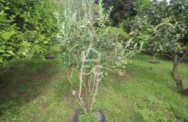 Farm with Fruit Trees with 6,233.00 m2 - Povoação Farm with Fruit Trees with 6,233.00 m2 - Povoação