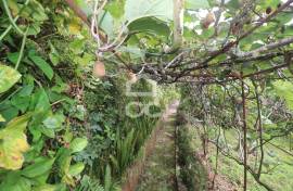 Farm with Fruit Trees with 6,233.00 m2 - Povoação Farm with Fruit Trees with 6,233.00 m2 - Povoação