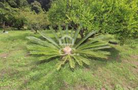 Farm with Fruit Trees with 6,233.00 m2 - Povoação Farm with Fruit Trees with 6,233.00 m2 - Povoação