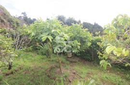 Farm with Fruit Trees with 6,233.00 m2 - Povoação Farm with Fruit Trees with 6,233.00 m2 - Povoação