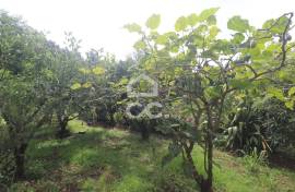 Farm with Fruit Trees with 6,233.00 m2 - Povoação Farm with Fruit Trees with 6,233.00 m2 - Povoação