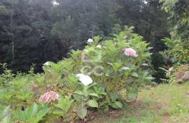 Farm with Fruit Trees with 6,233.00 m2 - Povoação Farm with Fruit Trees with 6,233.00 m2 - Povoação