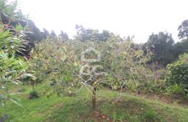 Farm with Fruit Trees with 6,233.00 m2 - Povoação Farm with Fruit Trees with 6,233.00 m2 - Povoação