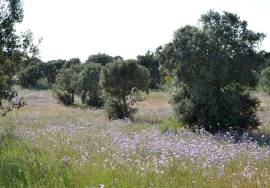 Rustic land with approximately 70,000 m2 (7 hectares) for sale in Barbacena- Elvas- Alentejo- Portugal Rustic land with approximately 70,000 m2 (7 hectares) for sale in Barbacena- Elvas- Alentejo- Portugal