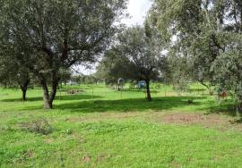 Rustic land with approximately 70,000 m2 (7 hectares) for sale in Barbacena- Elvas- Alentejo- Portugal Rustic land with approximately 70,000 m2 (7 hectares) for sale in Barbacena- Elvas- Alentejo- Portugal