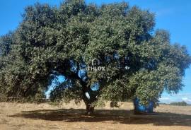 Rustic land with approximately 70,000 m2 (7 hectares) for sale in Barbacena- Elvas- Alentejo- Portugal Rustic land with approximately 70,000 m2 (7 hectares) for sale in Barbacena- Elvas- Alentejo- Portugal