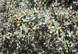 Rustic land with approximately 70,000 m2 (7 hectares) for sale in Barbacena- Elvas- Alentejo- Portugal Rustic land with approximately 70,000 m2 (7 hectares) for sale in Barbacena- Elvas- Alentejo- Portugal