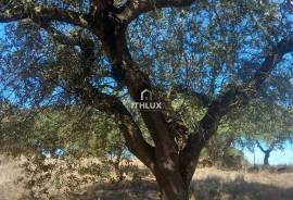 Rustic land with approximately 70,000 m2 (7 hectares) for sale in Barbacena- Elvas- Alentejo- Portugal