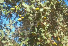 Rustic land with approximately 70,000 m2 (7 hectares) for sale in Barbacena- Elvas- Alentejo- Portugal Rustic land with approximately 70,000 m2 (7 hectares) for sale in Barbacena- Elvas- Alentejo- Portugal