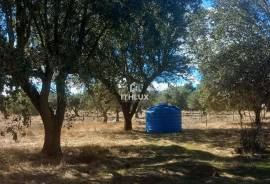 Rustic land with approximately 70,000 m2 (7 hectares) for sale in Barbacena- Elvas- Alentejo- Portugal Rustic land with approximately 70,000 m2 (7 hectares) for sale in Barbacena- Elvas- Alentejo- Portugal