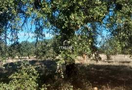 Rustic land with approximately 70,000 m2 (7 hectares) for sale in Barbacena- Elvas- Alentejo- Portugal Rustic land with approximately 70,000 m2 (7 hectares) for sale in Barbacena- Elvas- Alentejo- Portugal