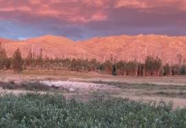 Santa Clara Blueberry Farm for sale in Moimenta da Serra