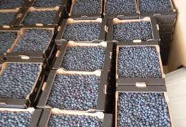 Santa Clara Blueberry Farm for sale in Moimenta da Serra