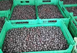 Santa Clara Blueberry Farm for sale in Moimenta da Serra