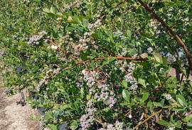 Santa Clara Blueberry Farm for sale in Moimenta da Serra